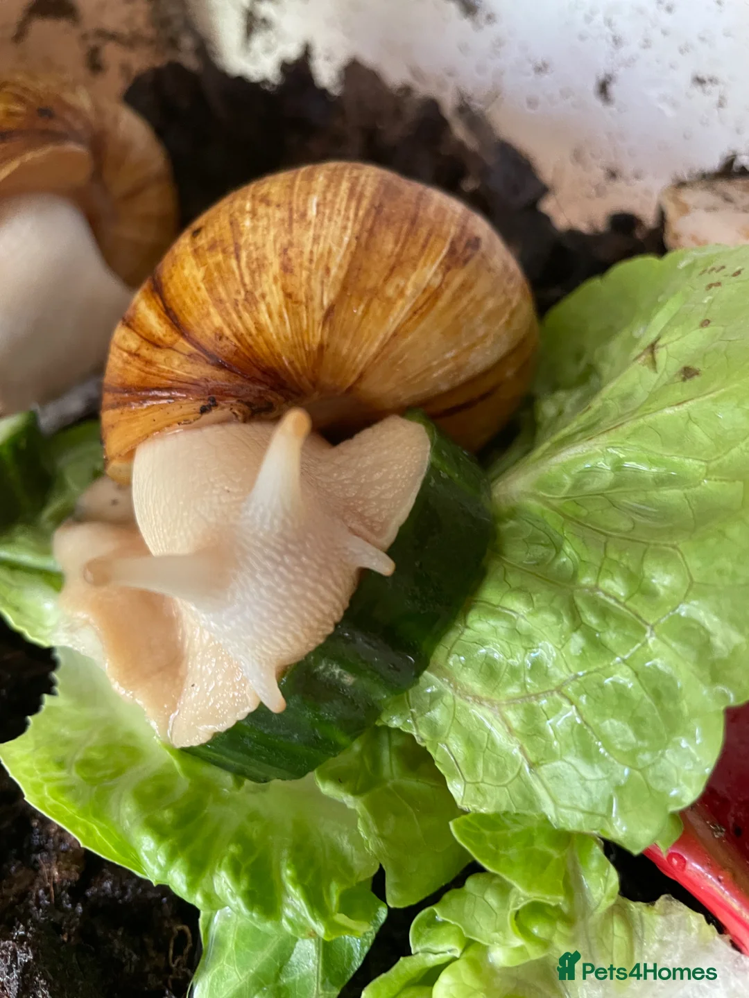 Snails invertebrates for sale: Giant African land snails in Chorley - Advert 3