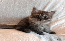 Persian cats for sale: 4 super friendly & playful Persian/Ragdoll babies - Image 15