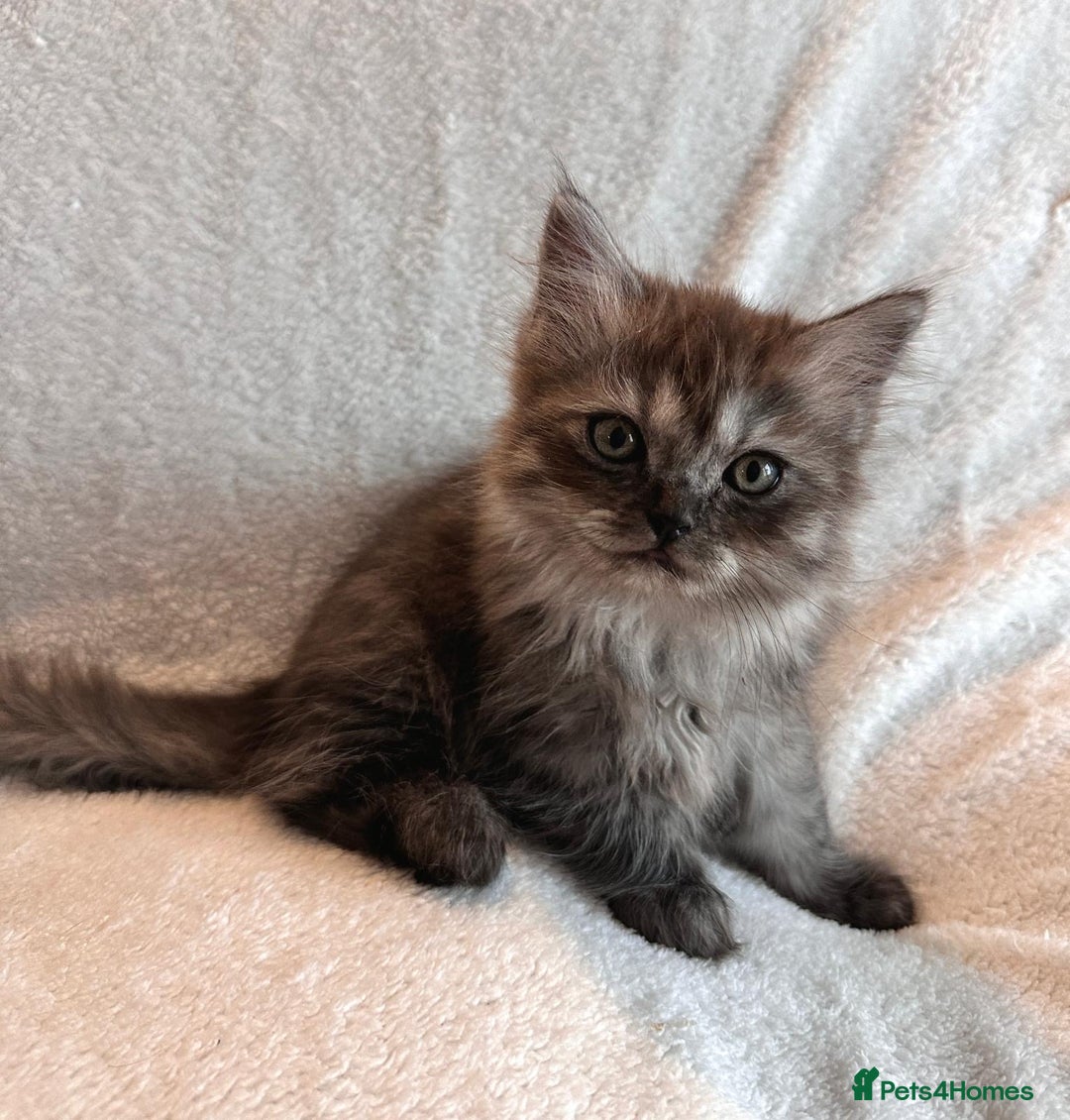 Persian cats for sale: 4 super friendly & playful Persian/Ragdoll babies - Image 15