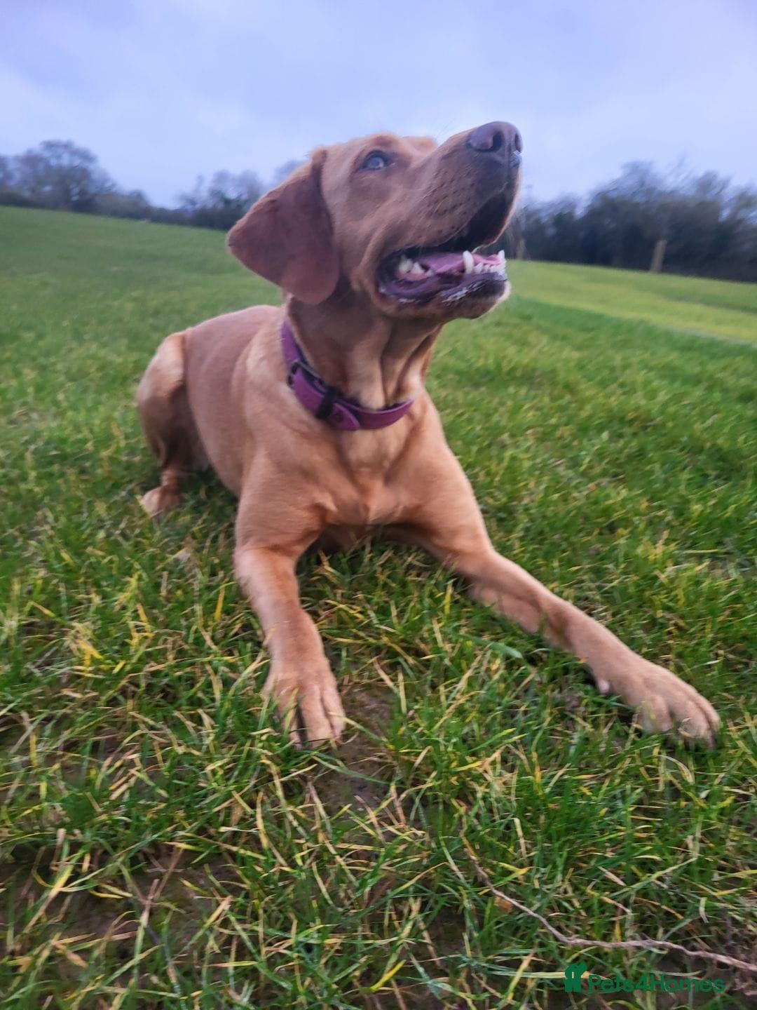 Labrador Retriever dogs Little Labradors, Ready for Their Next Adventure - Advert 2