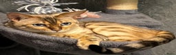 Bengal cats for sale: 2 female bengal cats 8 & 6 - Advert 3