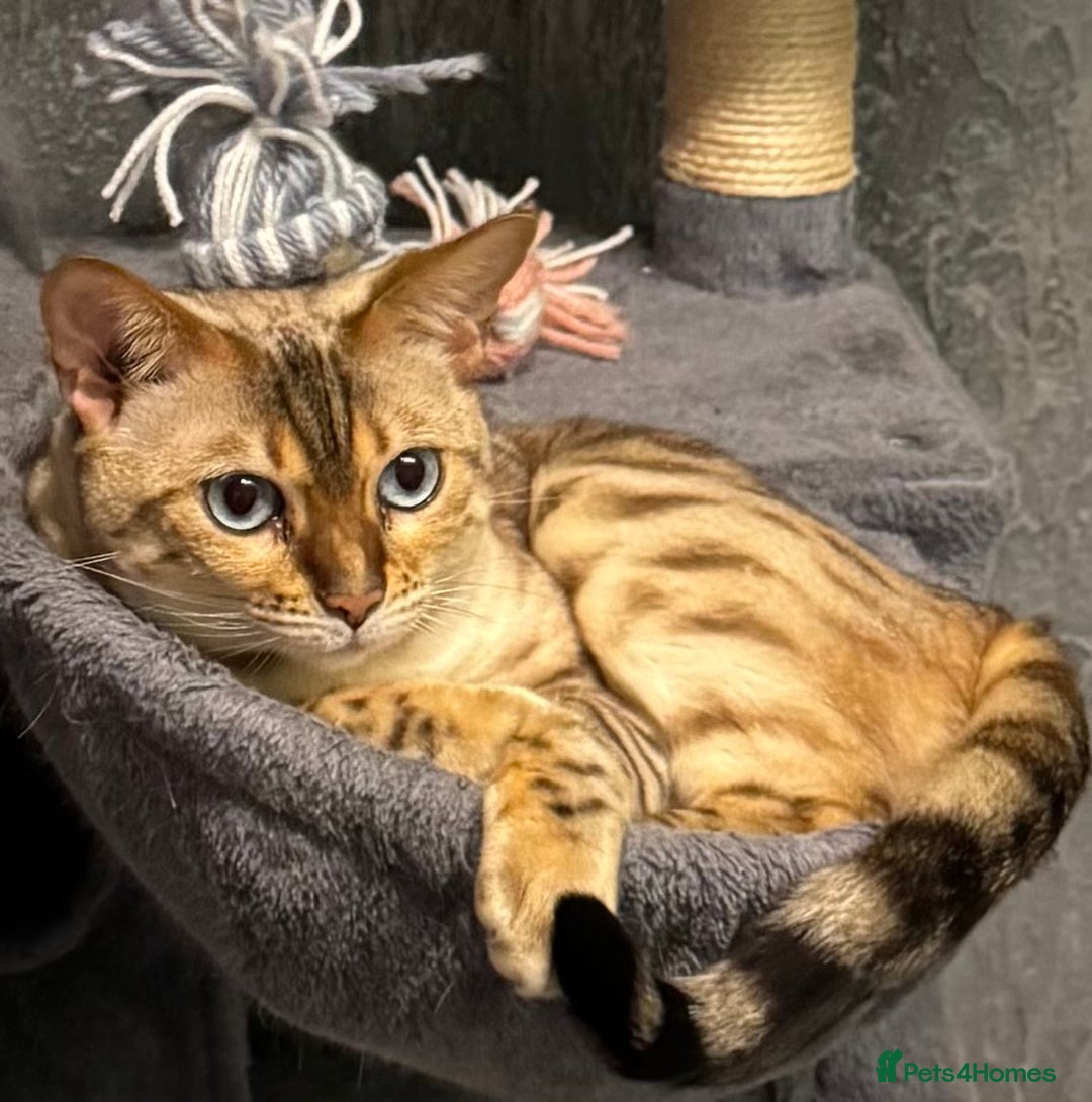 Bengal cats for sale: 2 female bengal cats 8 & 6 - Image 3