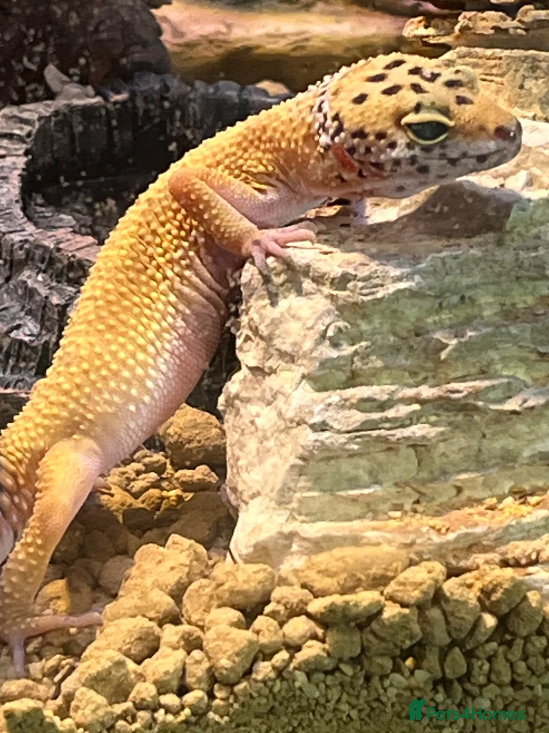 Leopard Gecko reptiles for sale: Leopard Gecko for Rehoming in Peterborough - Advert 6