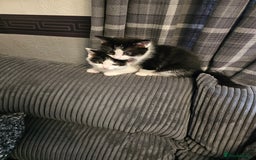 Mixed Breed cats for sale: Kittens 3 boys - Image 1