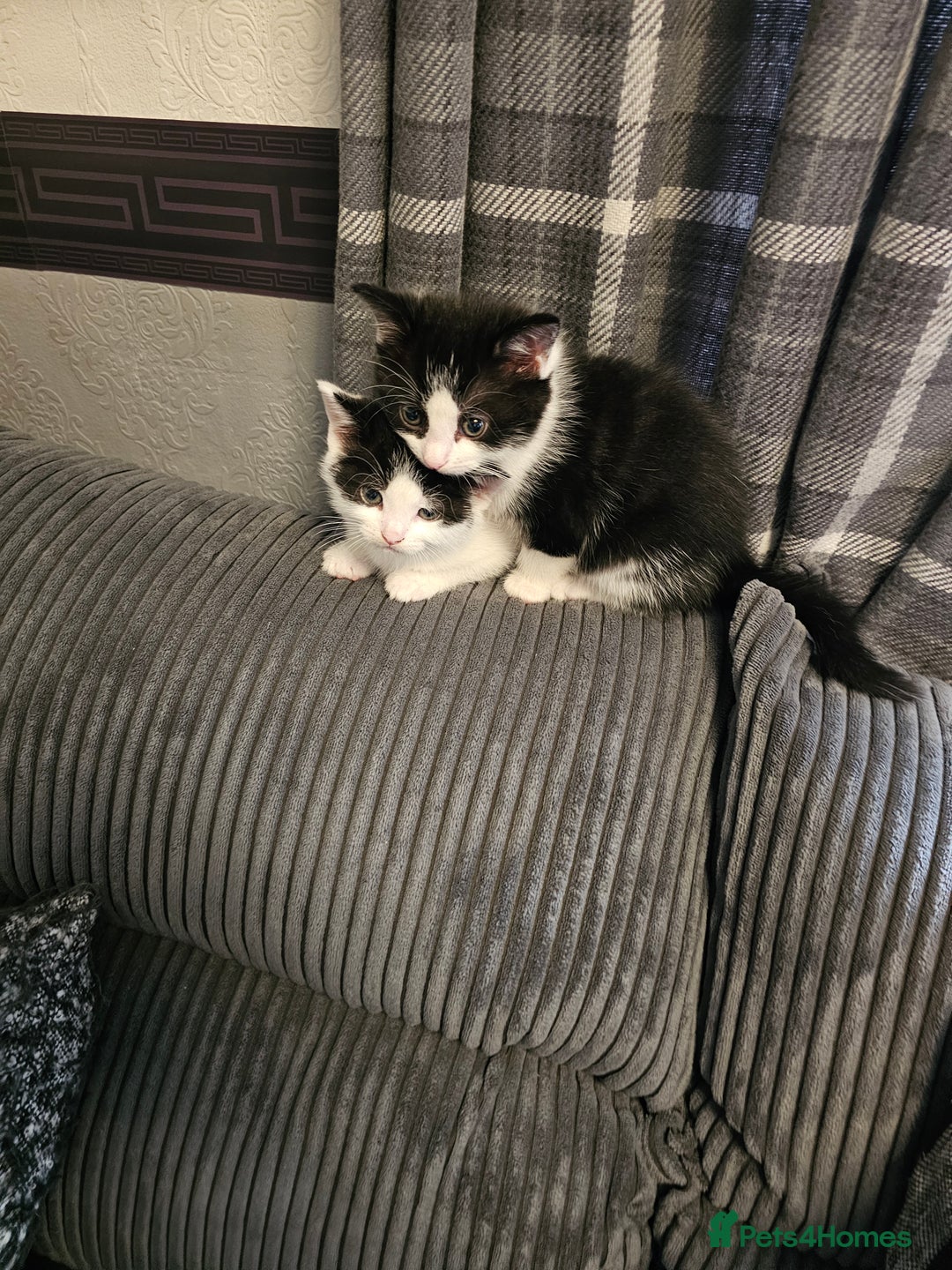 Mixed Breed cats for sale: Kittens 3 boys - Image 1