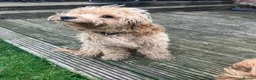 Cockapoo dogs for sale: 2 male cockapoo for sale  - Advert 5