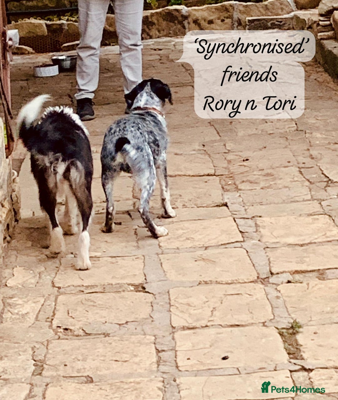 Mixed Breed dogs for adoption: Rory, 6-7 months approx. Available for adoption. - Advert 21