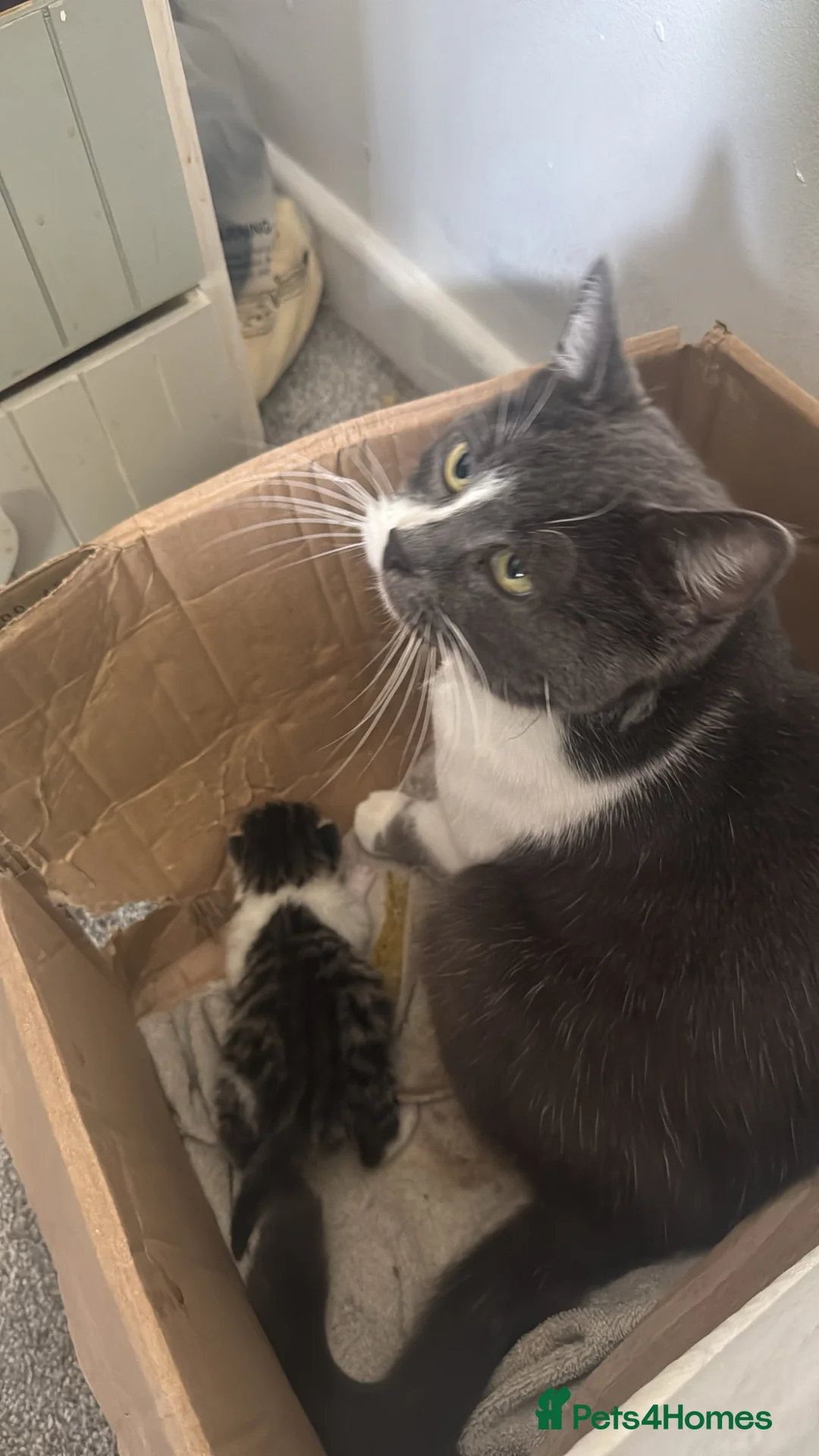 British Shorthair cats for sale: British shorthair cat  - Advert 3