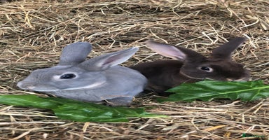 Rex rabbits - Advert 5