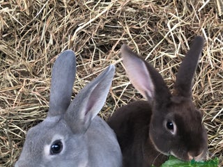 Rex rabbits Beautiful Pure Breed Velvet Mini Rex babies 🐰 - Advert 14