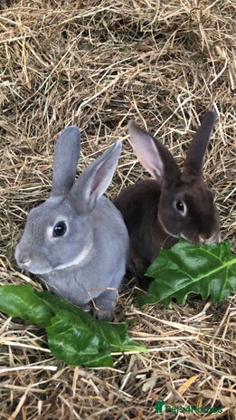 Rex rabbits - Advert 2