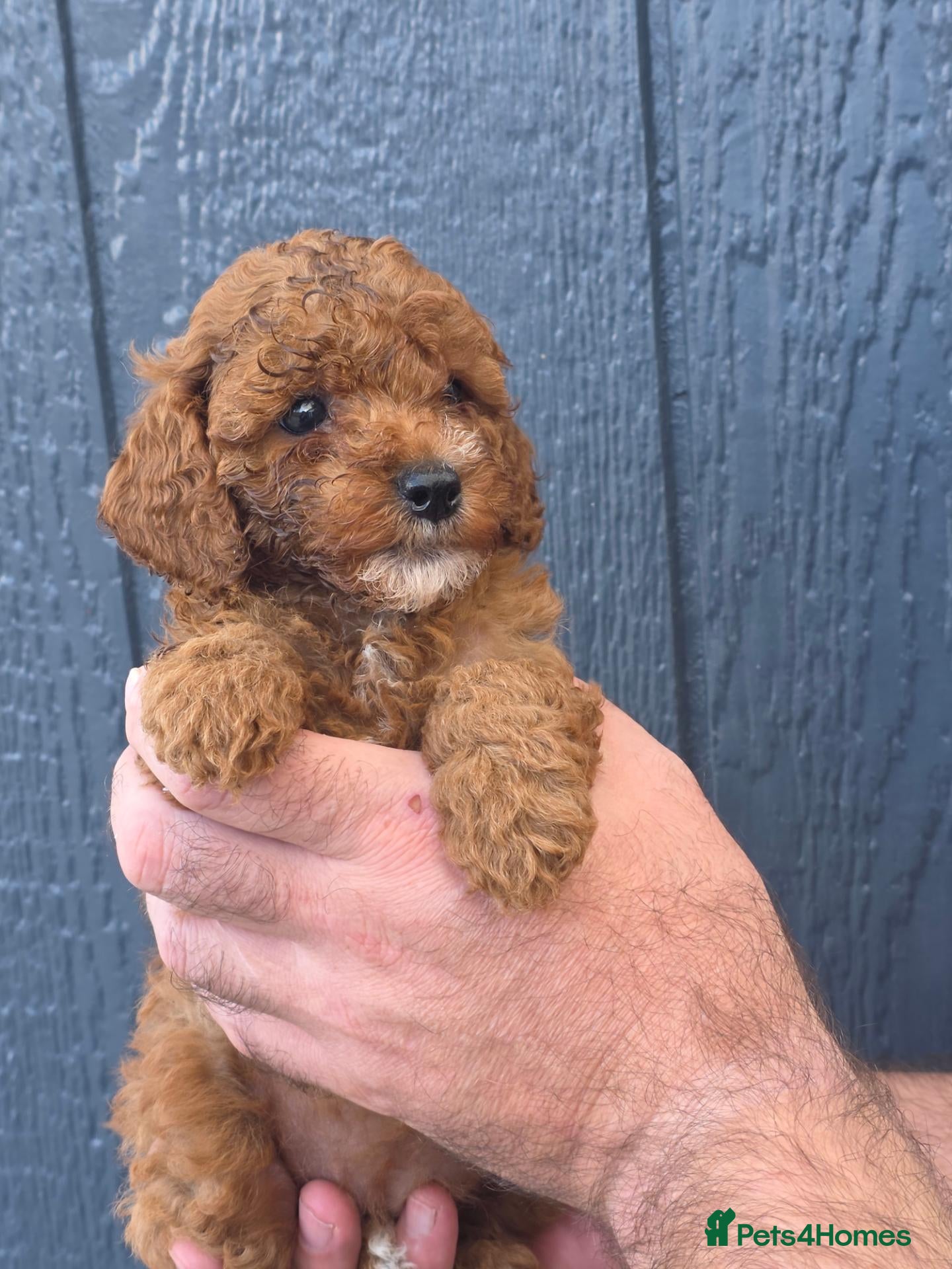 Cavapoo dogs Beautiful f1b cavapoo girls💗💗 - Advert 1
