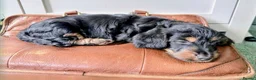Mixed Breed dogs for sale: Miniature Dauschund/Dorkie pups - Advert 9