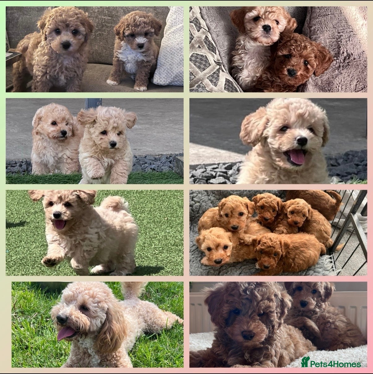 Poochon dogs Adorable Poochon puppies  - Advert 1