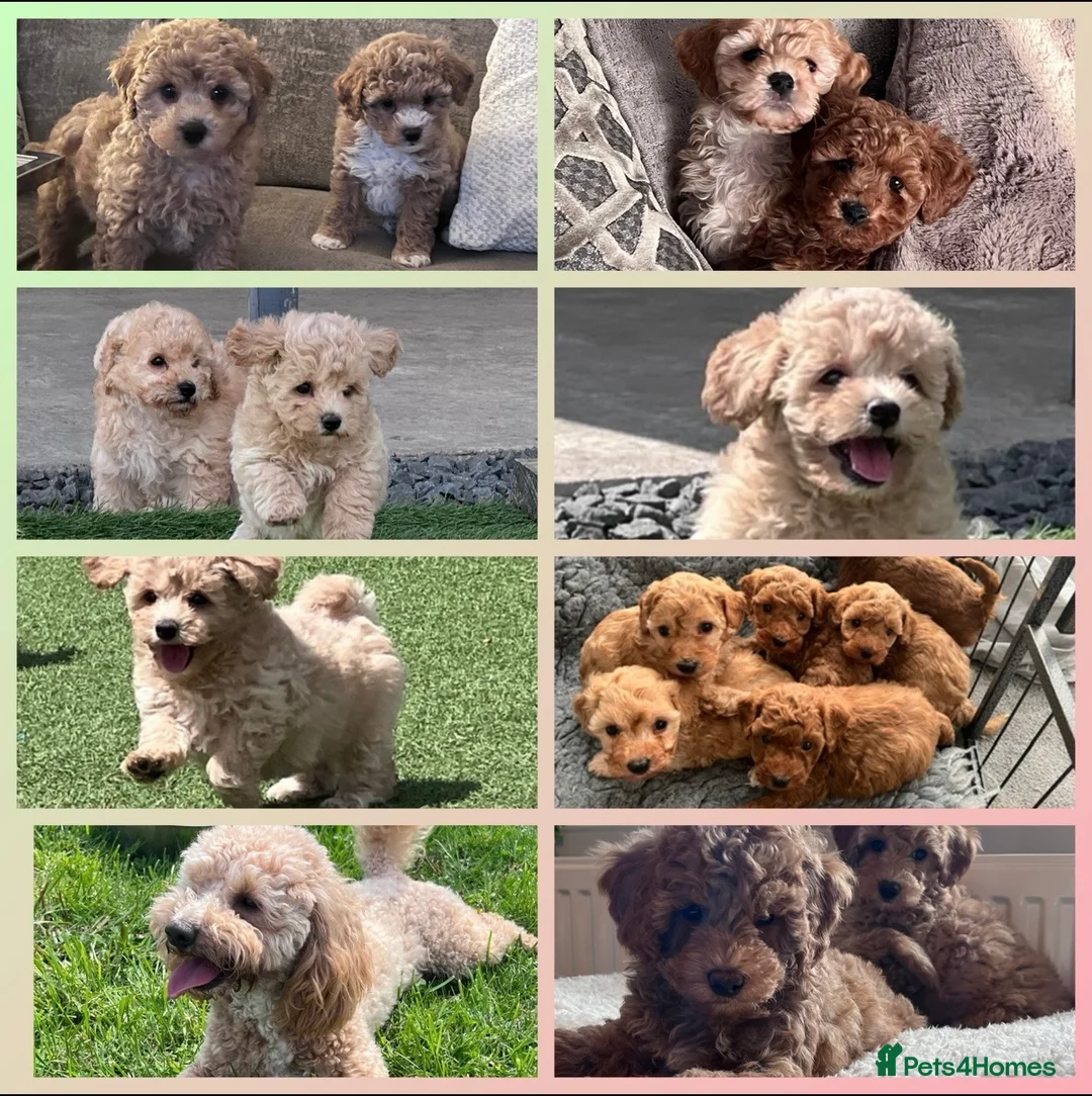 Poochon dogs for sale: Adorable Poochon puppies  - Advert 1