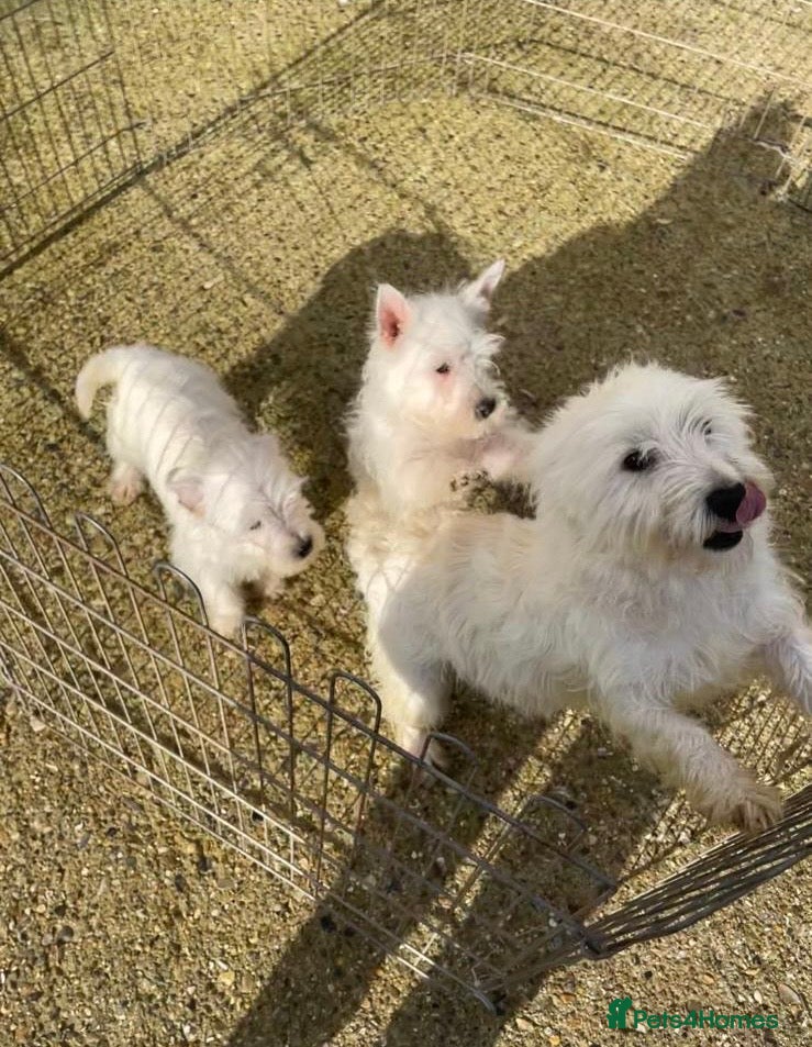 West Highland Terrier dogs Beautiful west highland terriers  in Grays - Advert 5