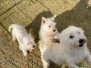 West Highland Terrier dogs Beautiful west highland terriers in Grays - Advert 5