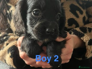 Cocker Spaniel dogs 1 Pup Left Cavalier King Charles X Cocker Spaniel - Advert 10