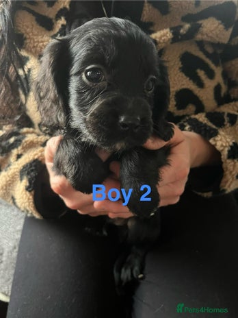 Cocker Spaniel dogs 1 Pup Left Cavalier King Charles X Cocker Spaniel - Advert 15