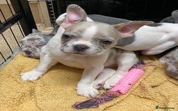 French Bulldog dogs for sale: REDUCED last 3 females don’t miss out great price - Image 7