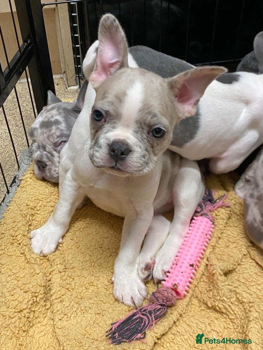 French Bulldog dogs for sale: REDUCED last 3 females don’t miss out great price - Image 7