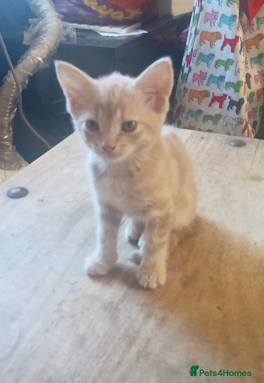 Mixed Breed cats for sale: British shorthair x kittens - Advert 2