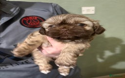 Shih Tzu dogs for sale: Beautiful Shitzu puppies  - Image 4