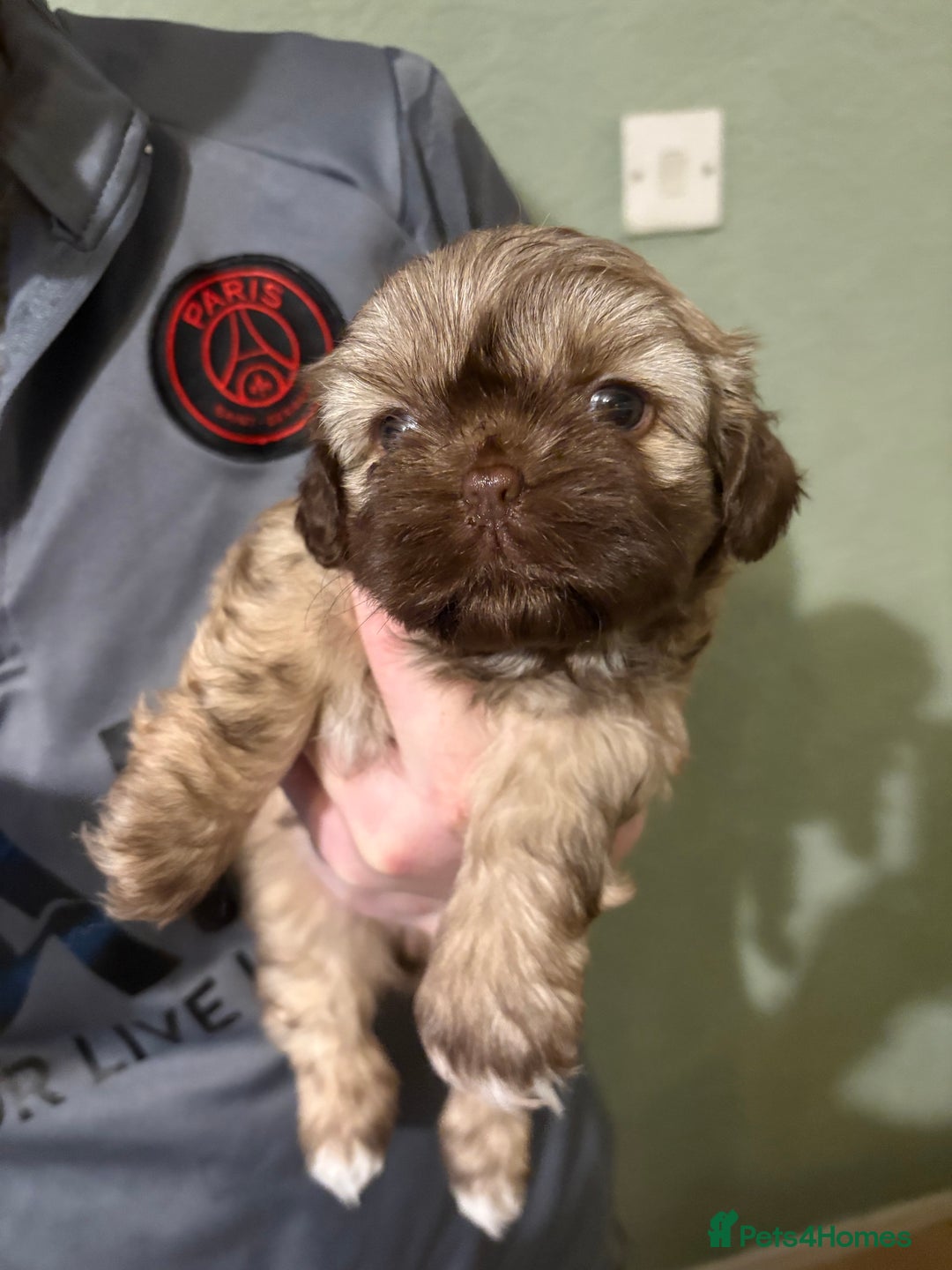 Shih Tzu dogs for sale: Beautiful Shitzu puppies  - Image 4