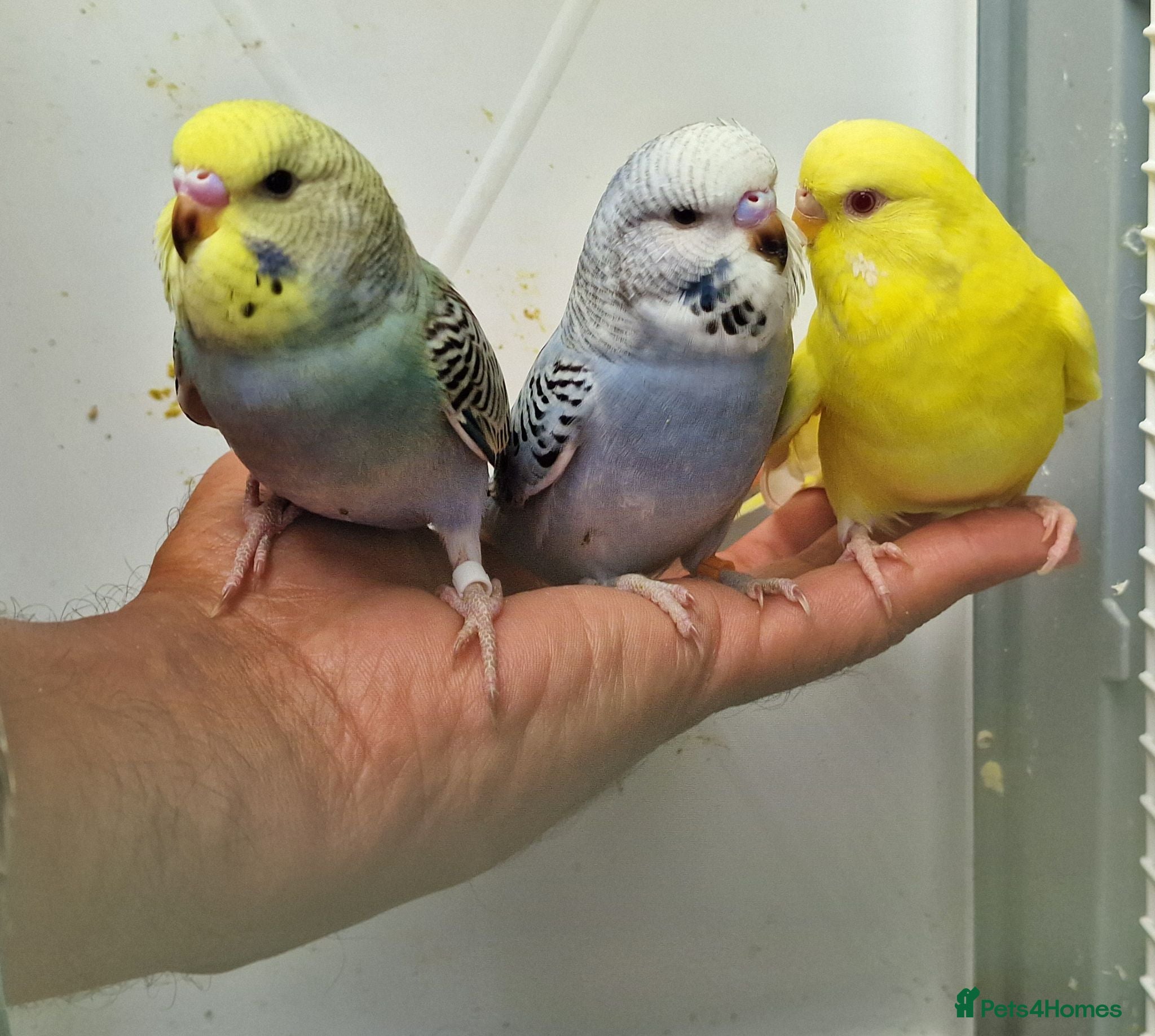 Budgerigars birds Super silly hand tamed baby budgies  - Advert 8