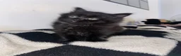 Mixed Breed cats for sale: Short and long haired kittens  in Loughborough - Advert 9
