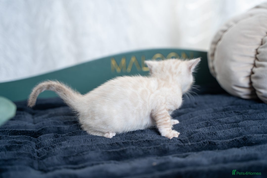 Bengal cats for sale: 3 Snow Bengal Boys-Gorgeous-TICA-Ready in November - Image 30