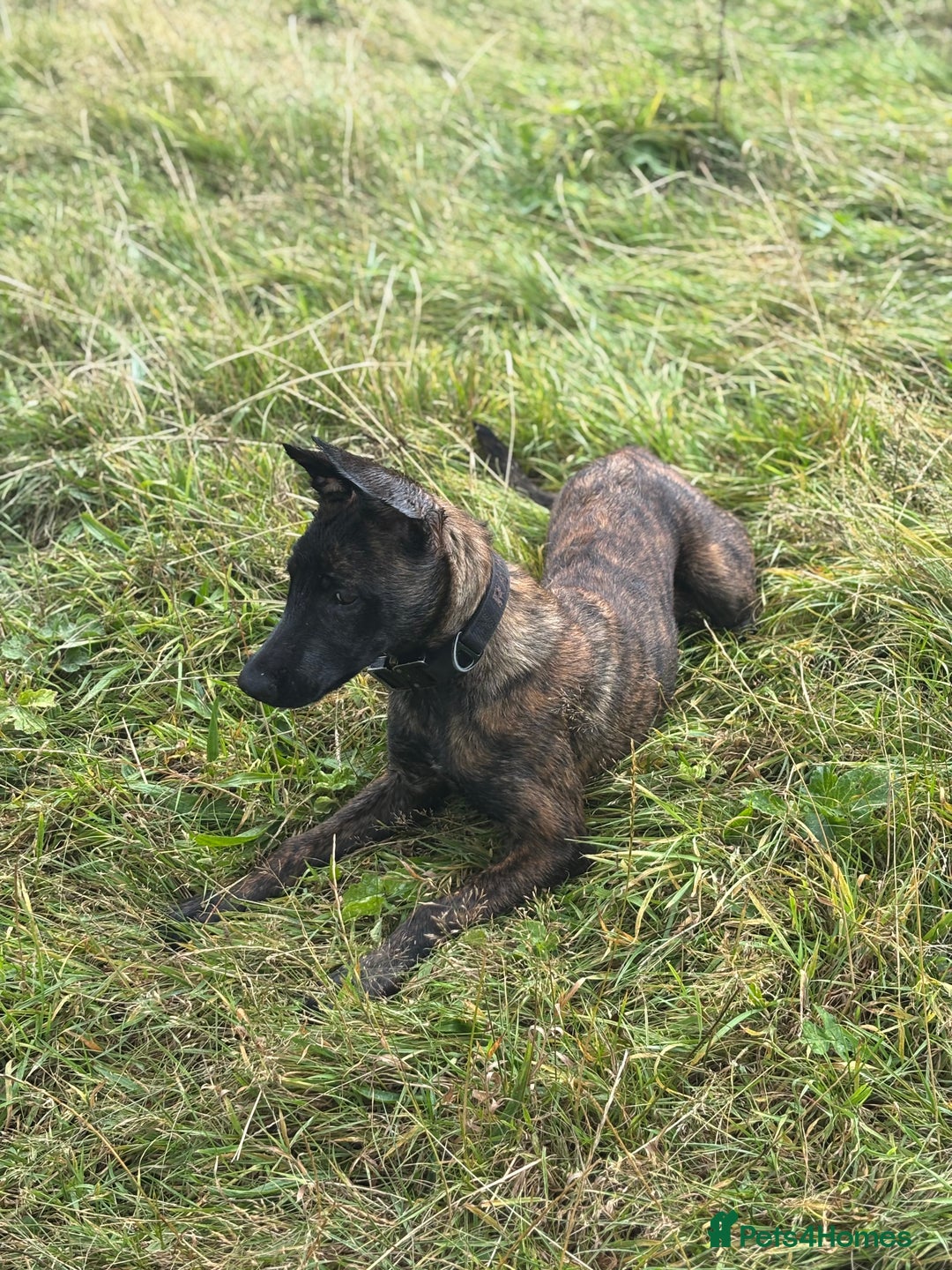 Belgian Shepherd Dog dogs for sale: Stunning Dutch herder female  - Image 5