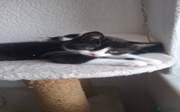 Mixed Breed cats for sale: Cute Furry Friends Ready to find new home. - Image 25