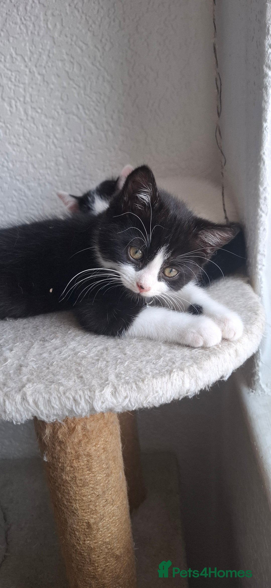 Mixed Breed cats for sale: Cute Furry Friends Ready to find new home. - Image 25