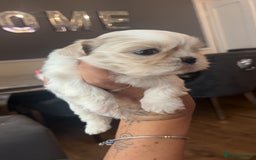 Shih Tzu dogs for sale: Cream and chocolate imperial shih tzu pups - Image 4