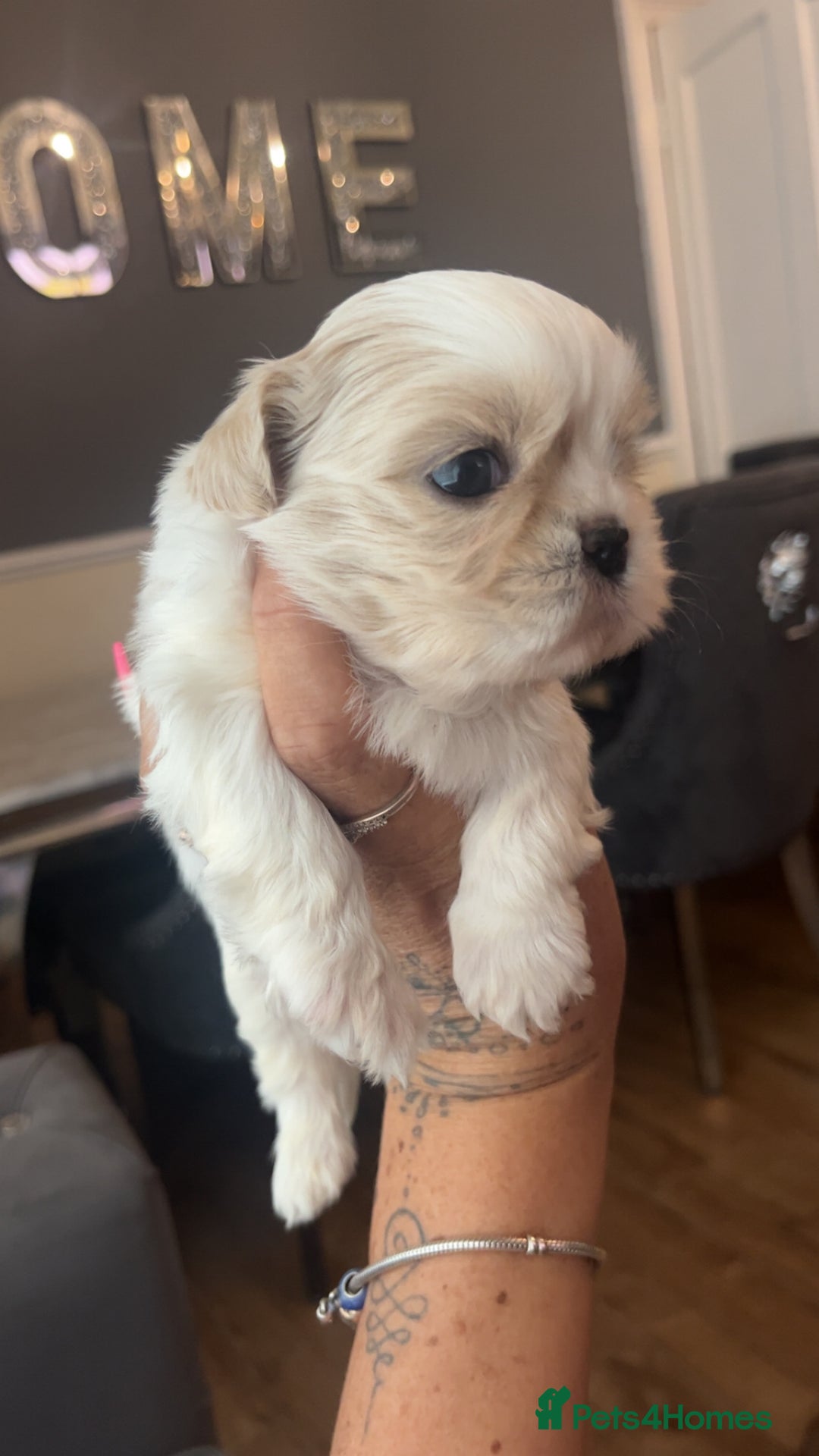 Shih Tzu dogs for sale: Cream and chocolate imperial shih tzu pups - Image 4
