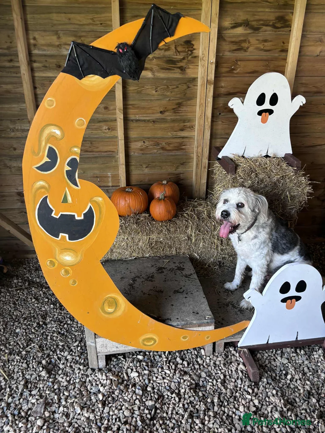 Mixed Breed dogs for adoption: Brian is looking for a home -Mioritic Shepherd  - Advert 18