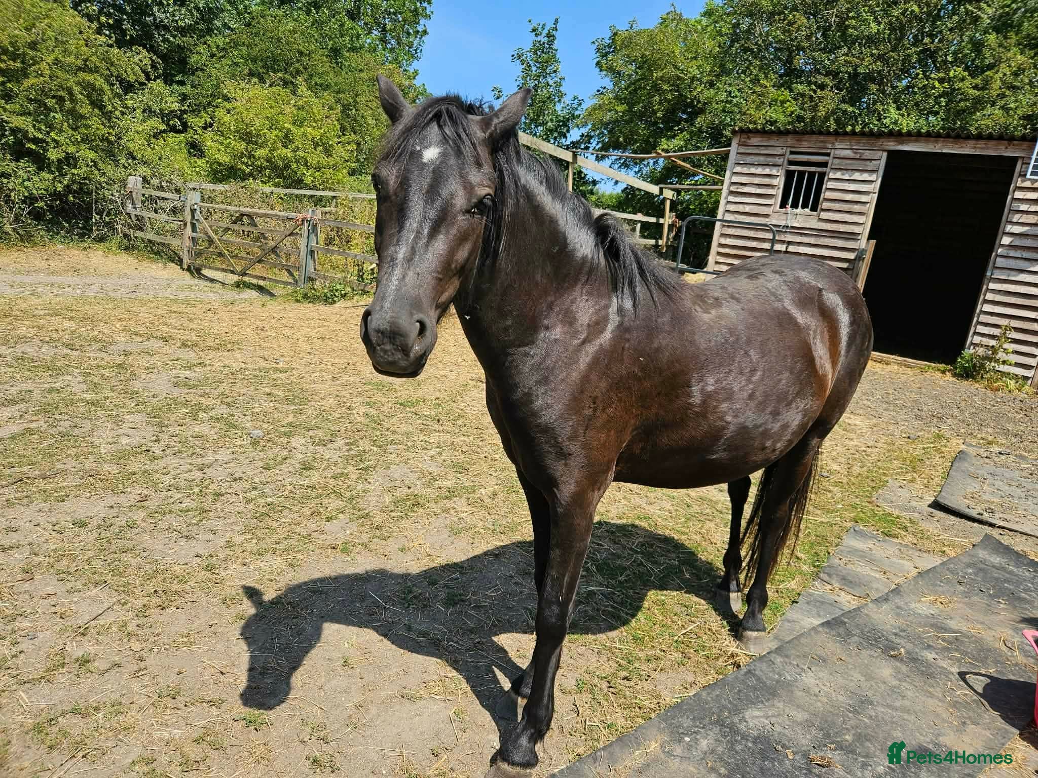 Shetland pony horses Dartmoor Filly 2yrs - Advert 7
