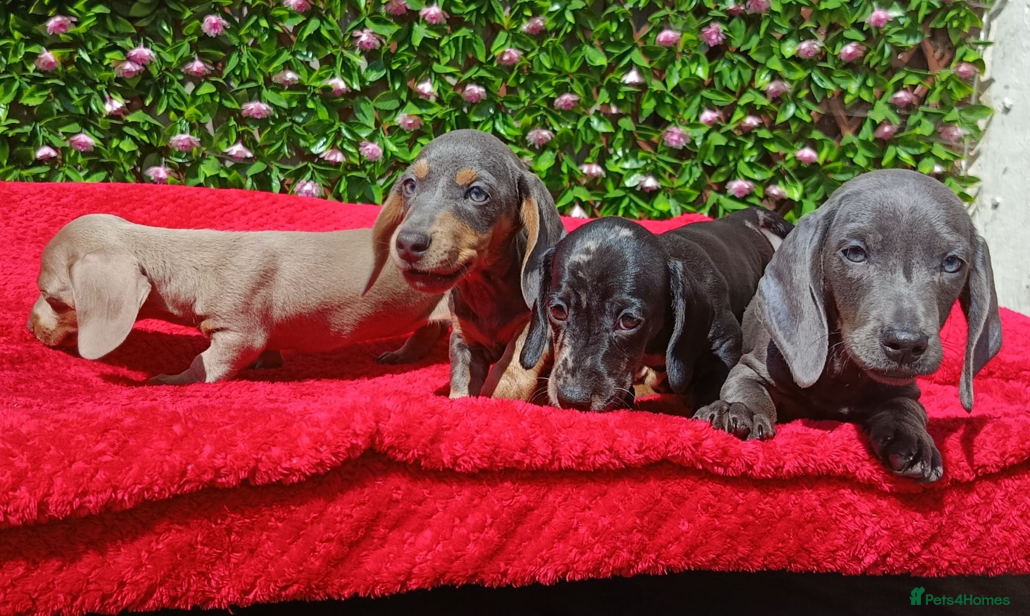 Dachshund dogs READY NOW QUAILTY MINI KC Reg PRA CLEAR  - Advert 2