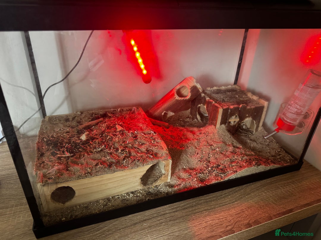 Gerbil rodents for sale: PAIR OF MALE GERBILS - 6mo tame 1 brown 1 white  - Image 8