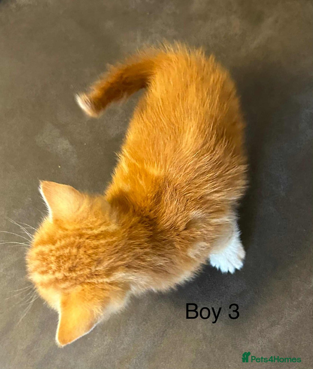 British Shorthair cats for sale: Stunning kittens available  - Image 9