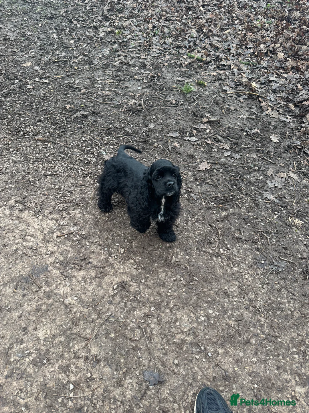 American Cocker Spaniel dogs for sale: KC reg American cocker girl  - Advert 8