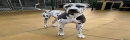 Great Dane dogs for stud: For stud - Advert 10