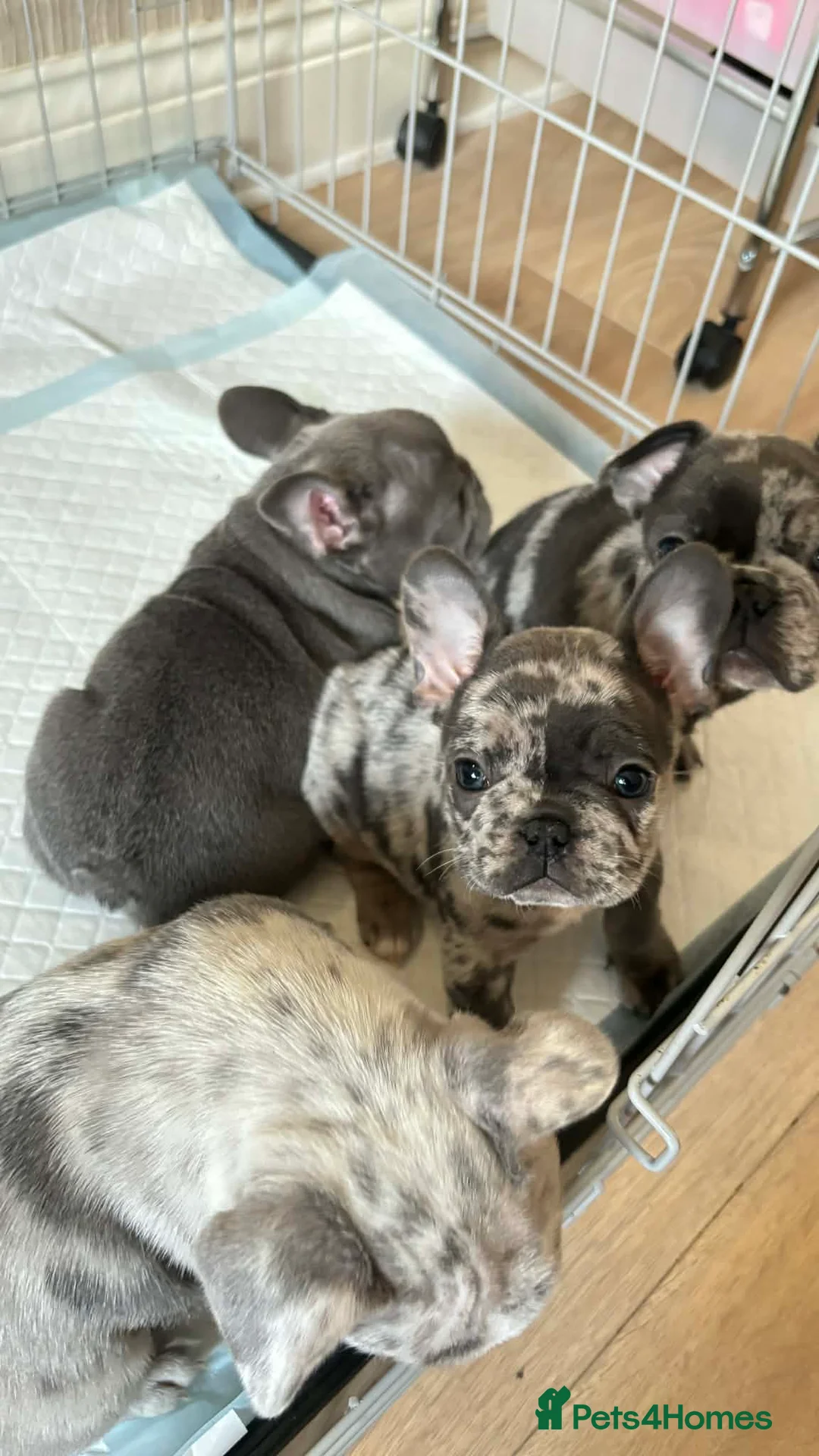 French Bulldog dogs for sale: Beautiful french bulldog puppies - Advert 2