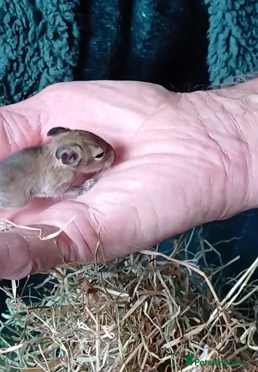 Degus rodents for sale: BABY DEGUS READY WHEN 6 WEEKS OLD - Advert 12