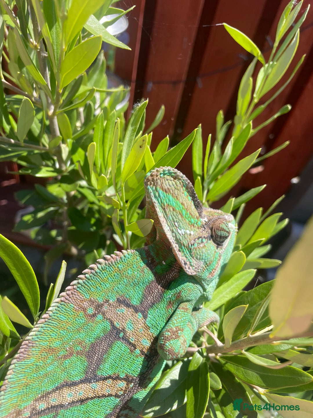 Chameleon reptiles for sale: Yemen Chameleon  - Image 4