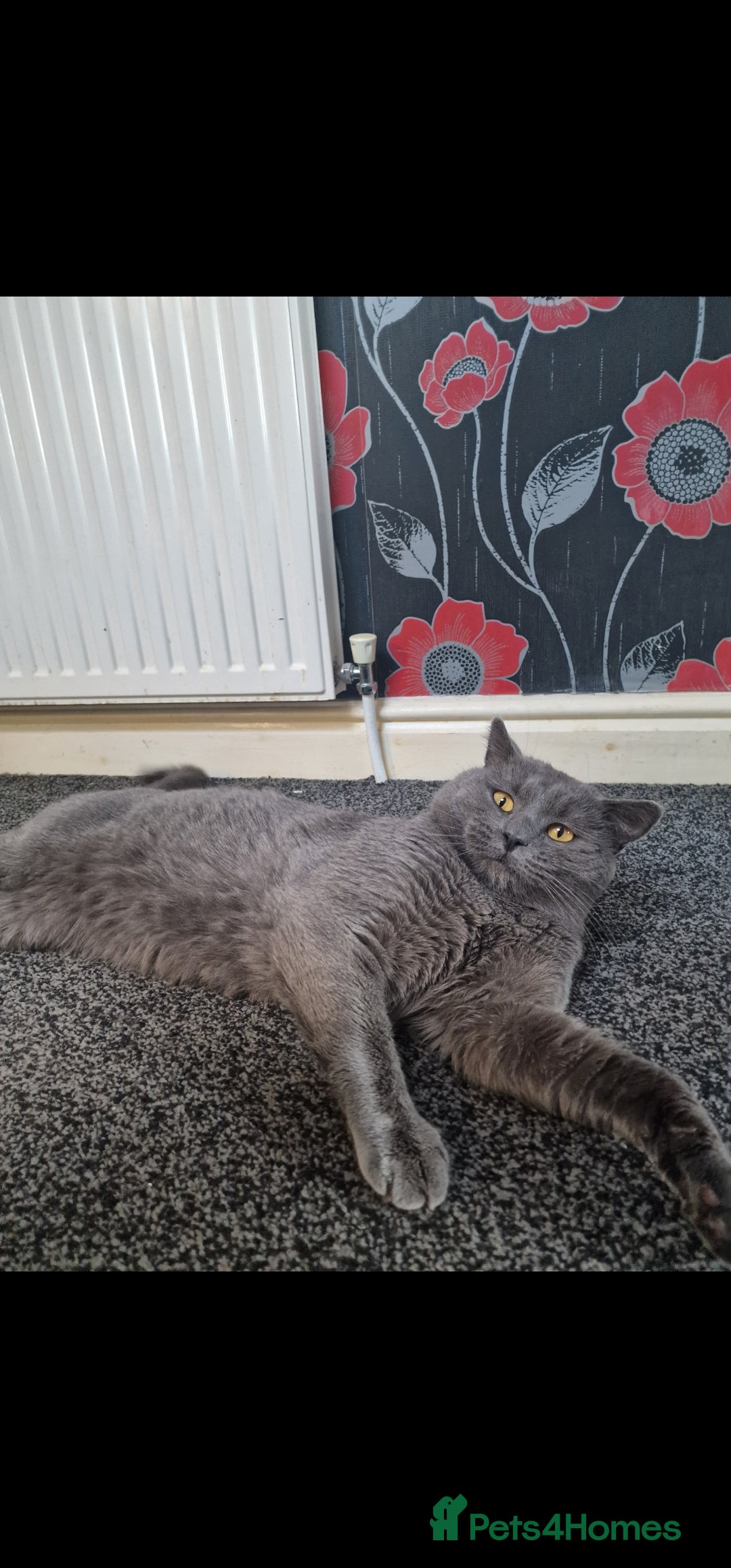 British Shorthair cats Male British Shorthair! - Advert 1