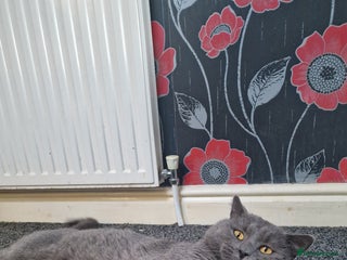 British Shorthair cats Male British Shorthair! - Advert 1