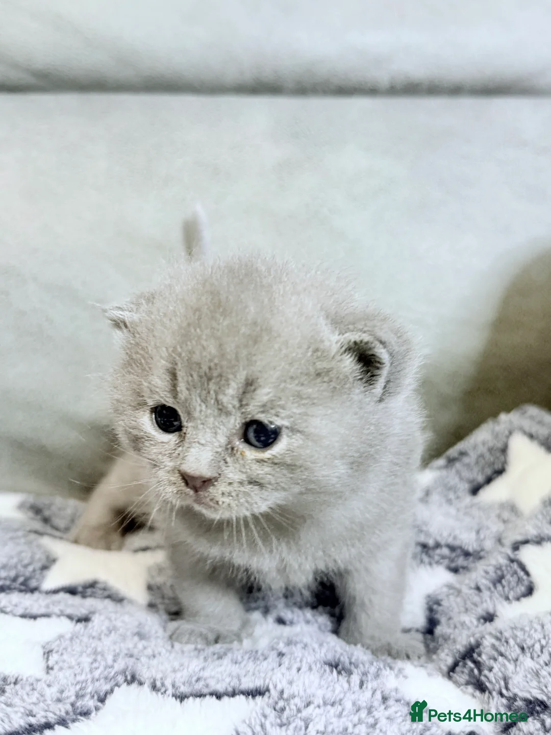 British Shorthair cats for sale: 100% Pure Pedigree Champion line Bsh Reg. Kittens - Advert 16