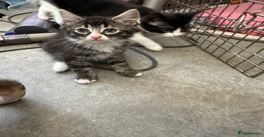 British Shorthair cats - Advert 14
